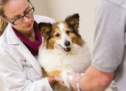 Dog getting vet care